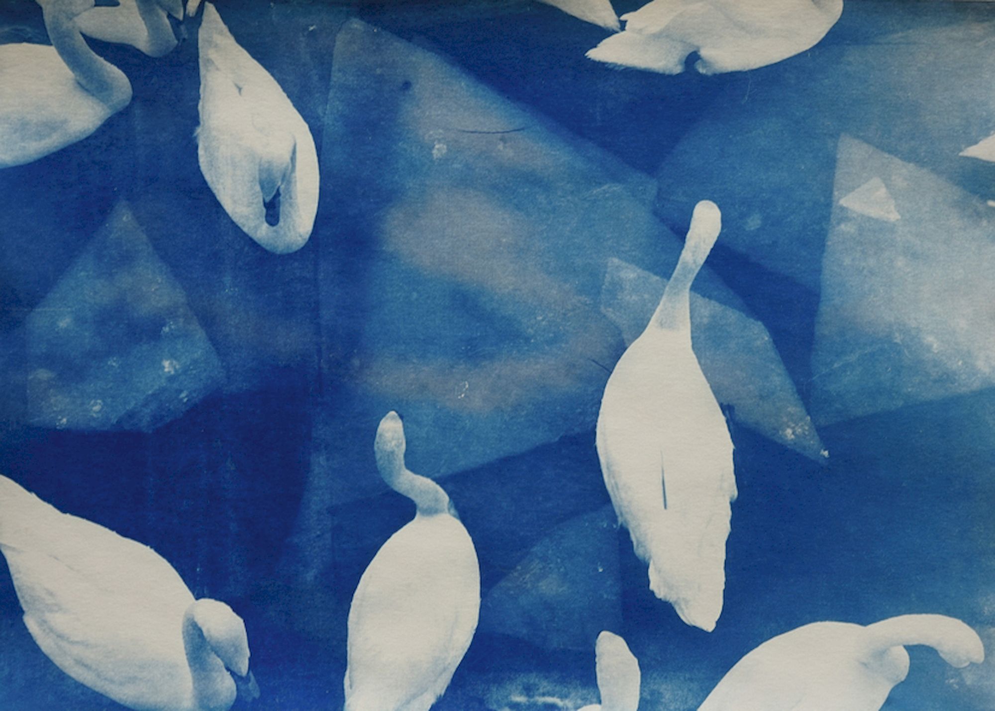 Eine Gruppe weißer Schwäne von oben auf dem Wasser. Es sind Eisschollen zu sehen. Das Bild ist ganz blau, ein so genannter Blaudruck.