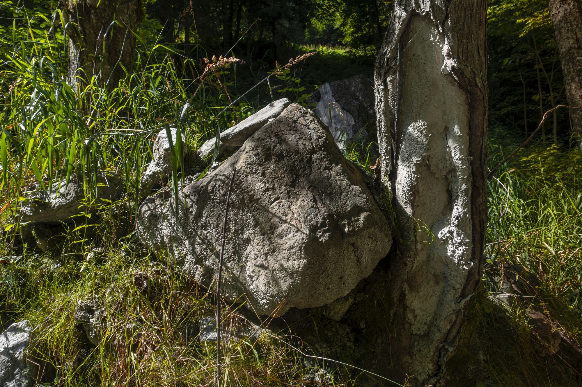 An einen Baumstamm gelehnter Felsen, umgeben von hohem Gras und Vegetation in einer Waldlandschaft. (KI generierte Beschreibung)