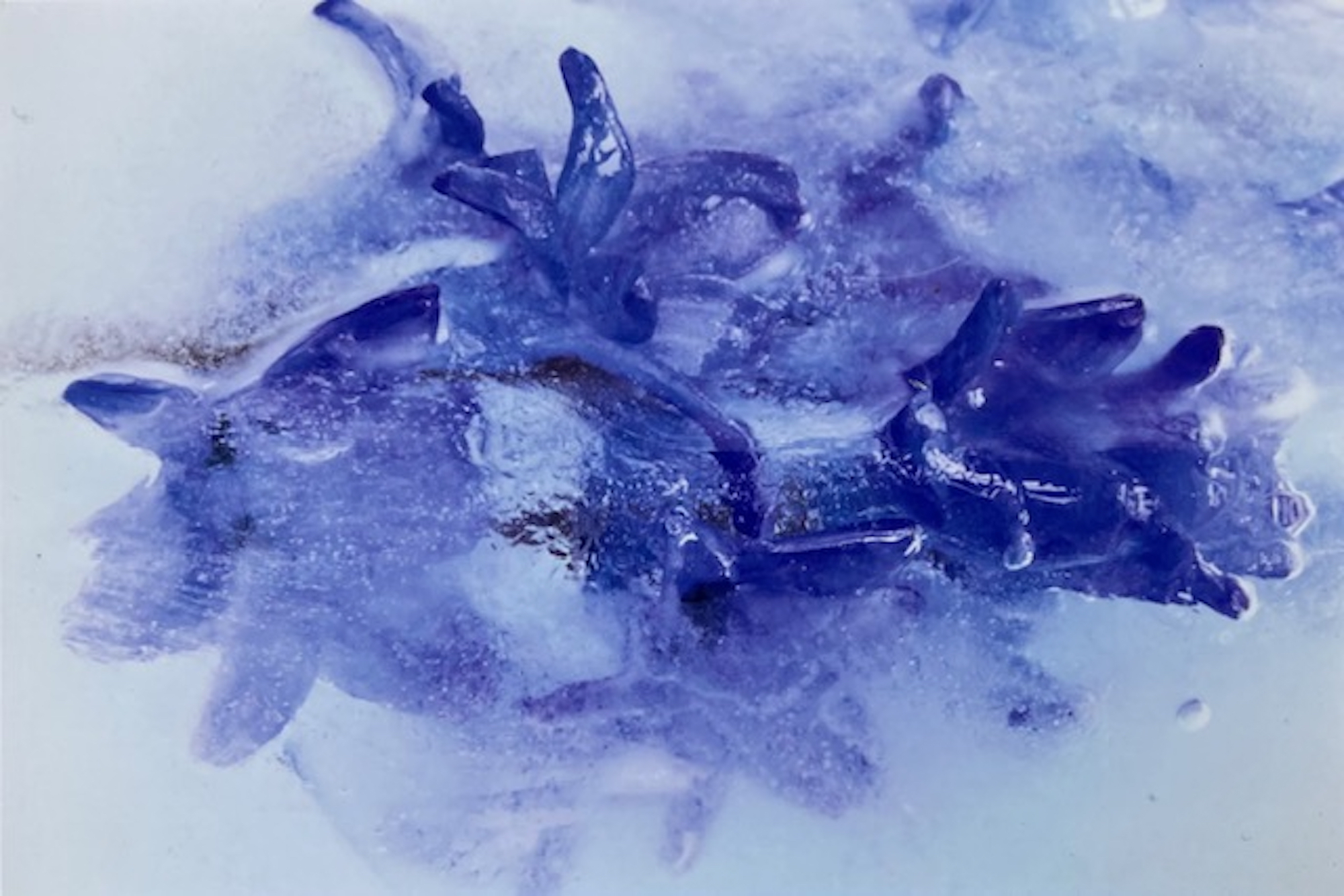 Ein Büschel violetter Blüten oder Knospen, umhüllt von klarem Eis, mit Frost und Luftblasen auf der Oberfläche. (KI generierte Beschreibung)