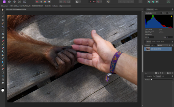Ein Foto eines Orang-Utans mit ausgestreckter Hand zur Bildbearbeitung geöffnet in Affinity Photo.