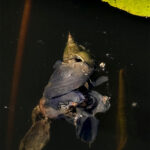 Schwimmende, welkende Blüten und Blätter im dunklen Wasser, mit einem grünen Seerosenblatt in der Nähe. (KI generierte Beschreibung)