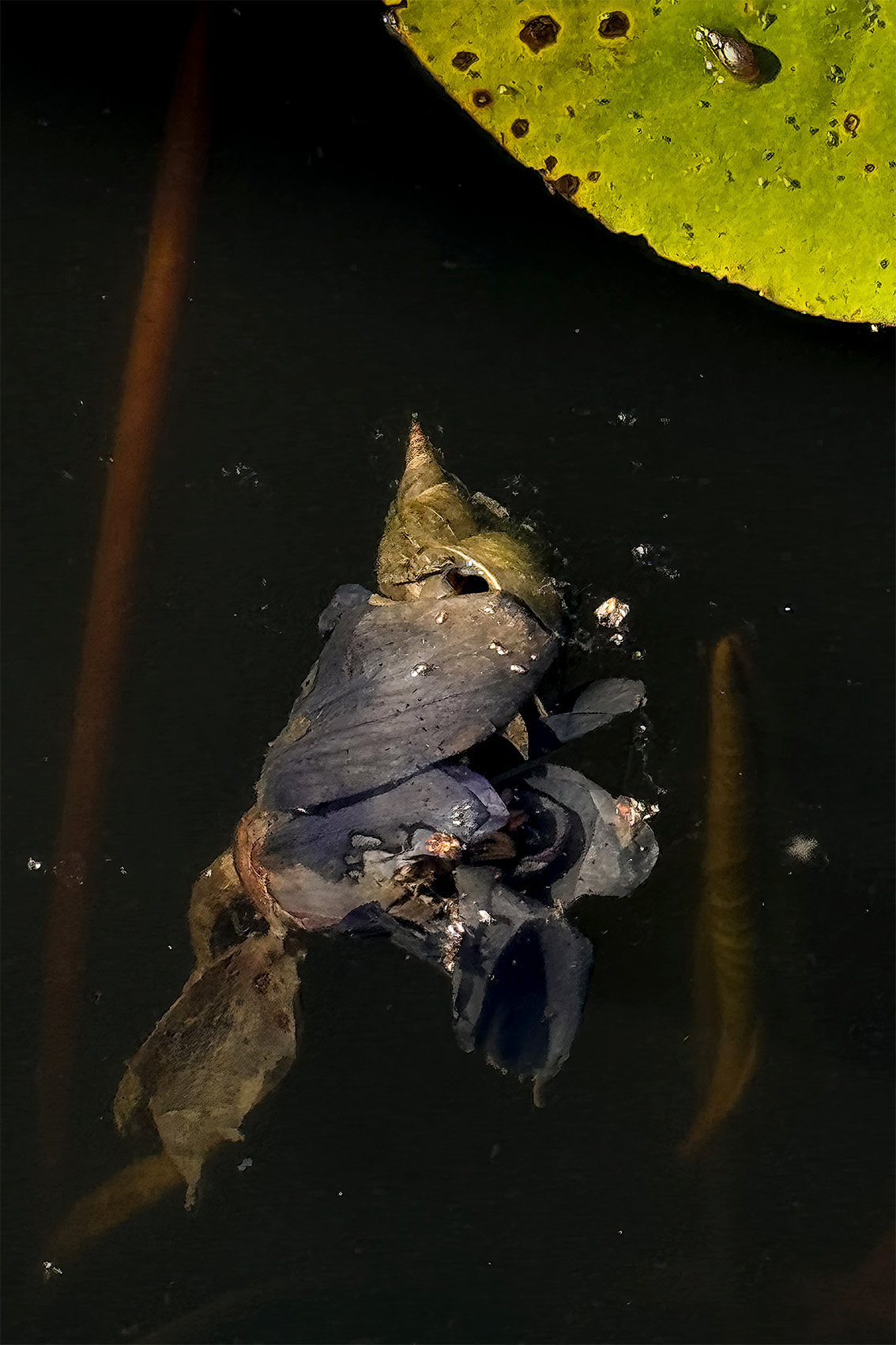 Schwimmende, welkende Blüten und Blätter im dunklen Wasser, mit einem grünen Seerosenblatt in der Nähe. (KI generierte Beschreibung)