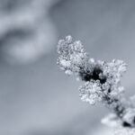 Nahaufnahme eines mit Frost bedeckten Zweigs vor unscharfem grauem Hintergrund. (KI generierte Beschreibung)
