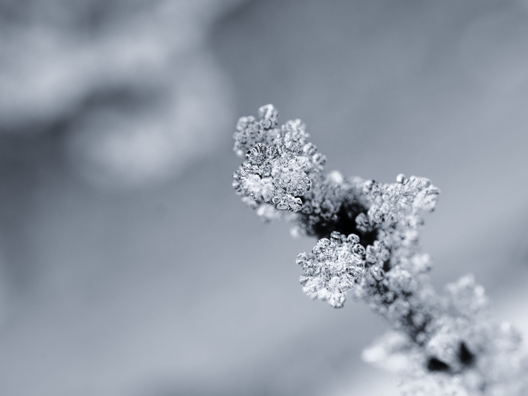 Nahaufnahme eines mit Frost bedeckten Zweigs vor unscharfem grauem Hintergrund. (KI generierte Beschreibung)