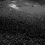 Eine schlammige Stelle am Ufer eines Teiches, mit spärlichem Gras im Vordergrund und Wasser, das im oberen Bildbereich das Licht reflektiert. (KI generierte Beschreibung)