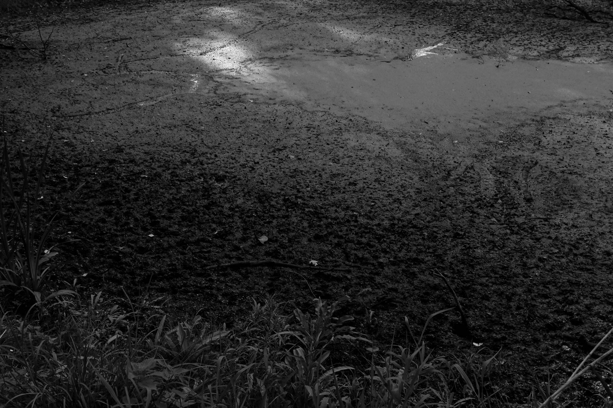 Eine schlammige Stelle am Ufer eines Teiches, mit spärlichem Gras im Vordergrund und Wasser, das im oberen Bildbereich das Licht reflektiert. (KI generierte Beschreibung)