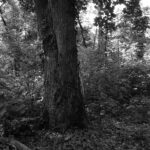 Schwarz-Weiß-Foto eines dichten Waldes mit einem großen Baum in der Mitte, der den Blick auf eine dahinter stehende Person teilweise versperrt. (KI generierte Beschreibung)