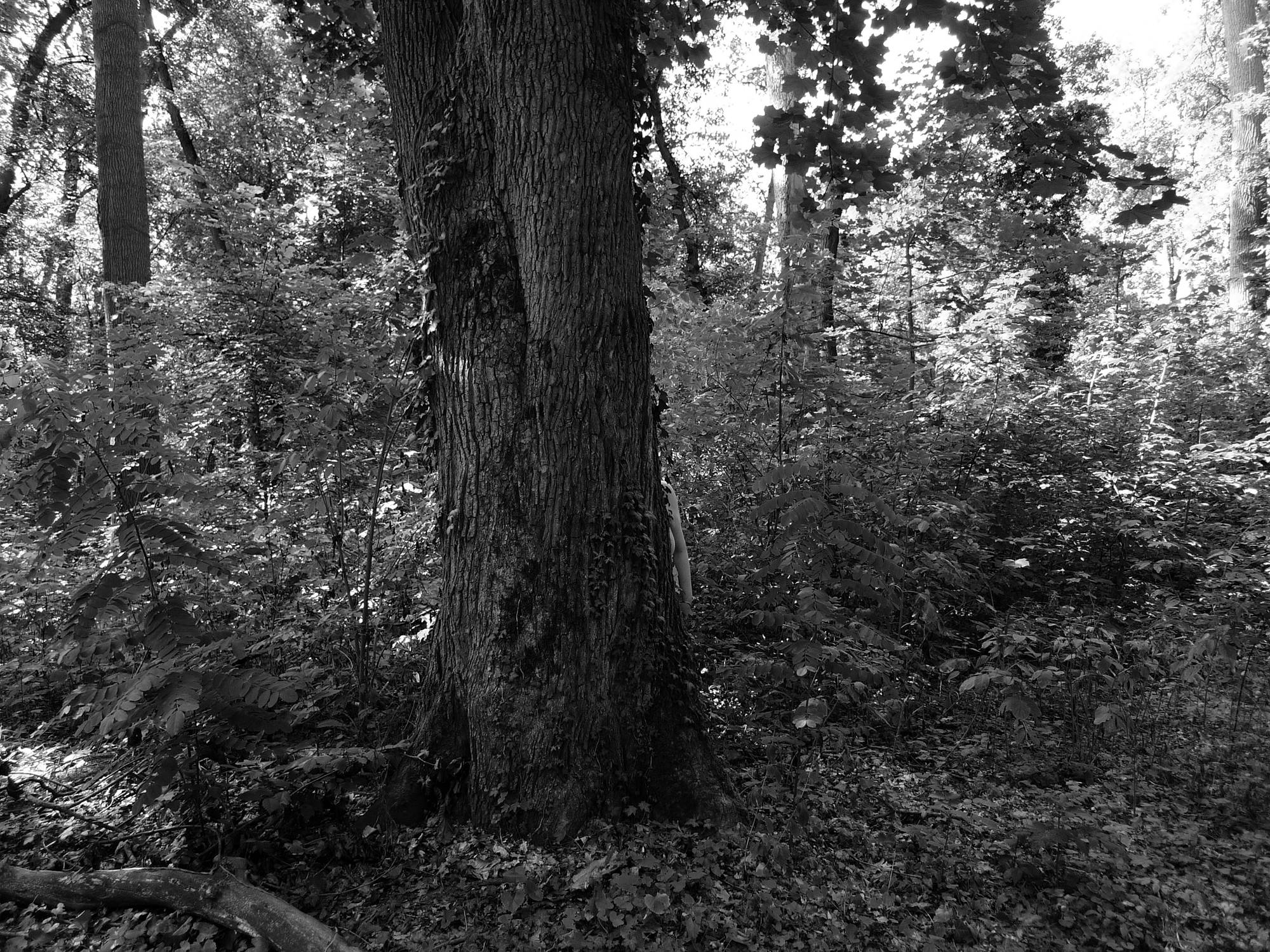 Schwarz-Weiß-Foto eines dichten Waldes mit einem großen Baum in der Mitte, der den Blick auf eine dahinter stehende Person teilweise versperrt. (KI generierte Beschreibung)