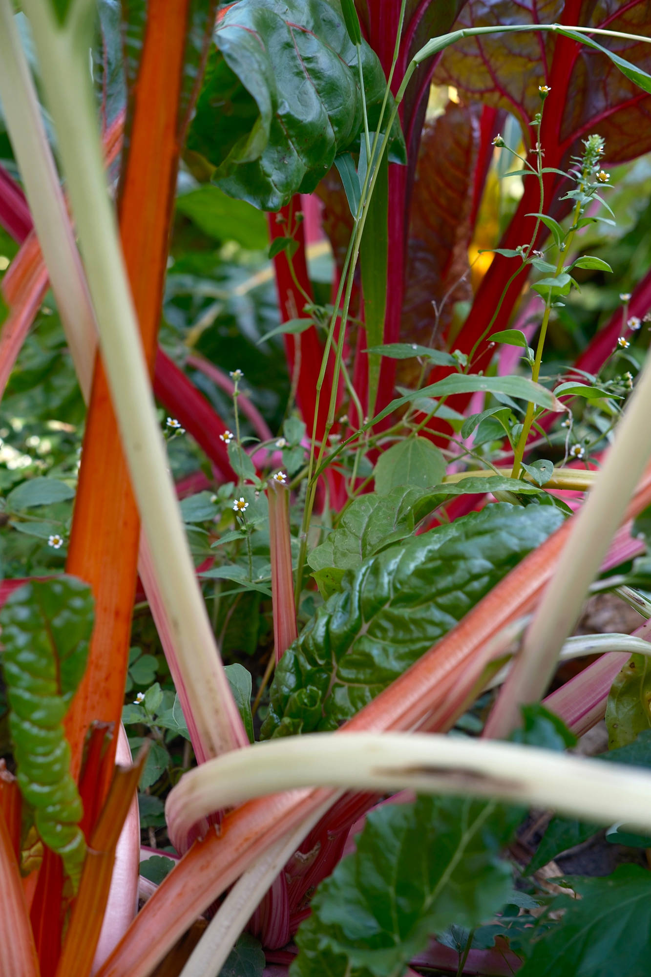 Nahaufnahme von Regenbogen-Mangoldpflanzen mit leuchtend roten, weißen und orangefarbenen Stielen und grünen Blättern, die dicht beieinander in einem Garten wachsen. (KI generierte Beschreibung)