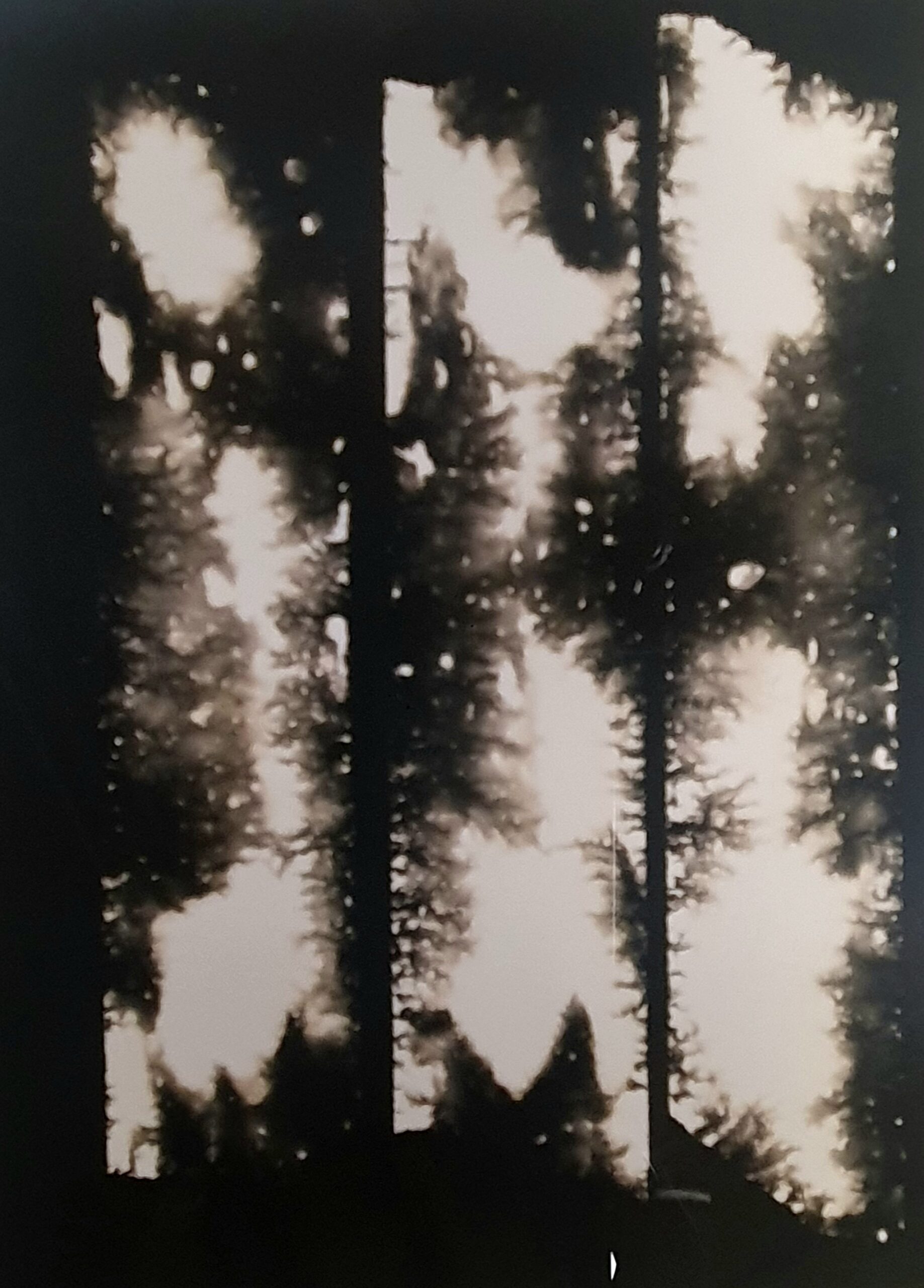 Schwarz-Weiß-Bild von Bäumen, die durch drei hohe Fensterscheiben mit durchscheinendem Licht gesehen werden, wodurch ein verschwommener, kontrastreicher Effekt entsteht. (KI generierte Beschreibung)