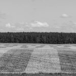 Ein Schwarz-Weiß-Foto zeigt ein kariertes Feld mit abwechselnd hellen und dunklen Flecken, das von einer dichten Baumreihe gesäumt wird, vor einem Himmel mit vereinzelten Wolken. (KI generierte Beschreibung)