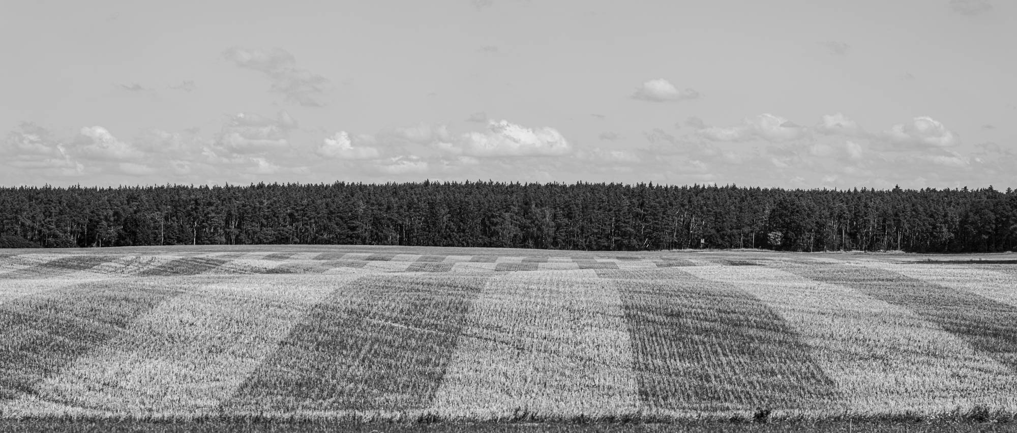 Ein Schwarz-Weiß-Foto zeigt ein kariertes Feld mit abwechselnd hellen und dunklen Flecken, das von einer dichten Baumreihe gesäumt wird, vor einem Himmel mit vereinzelten Wolken. (KI generierte Beschreibung)
