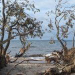 Windgepeitschte Bäume mit freiliegenden Wurzeln rahmen einen Sandstrand ein, während sich kleine Wellen unter einem teilweise bewölkten Himmel am Ufer brechen. (KI generierte Beschreibung)