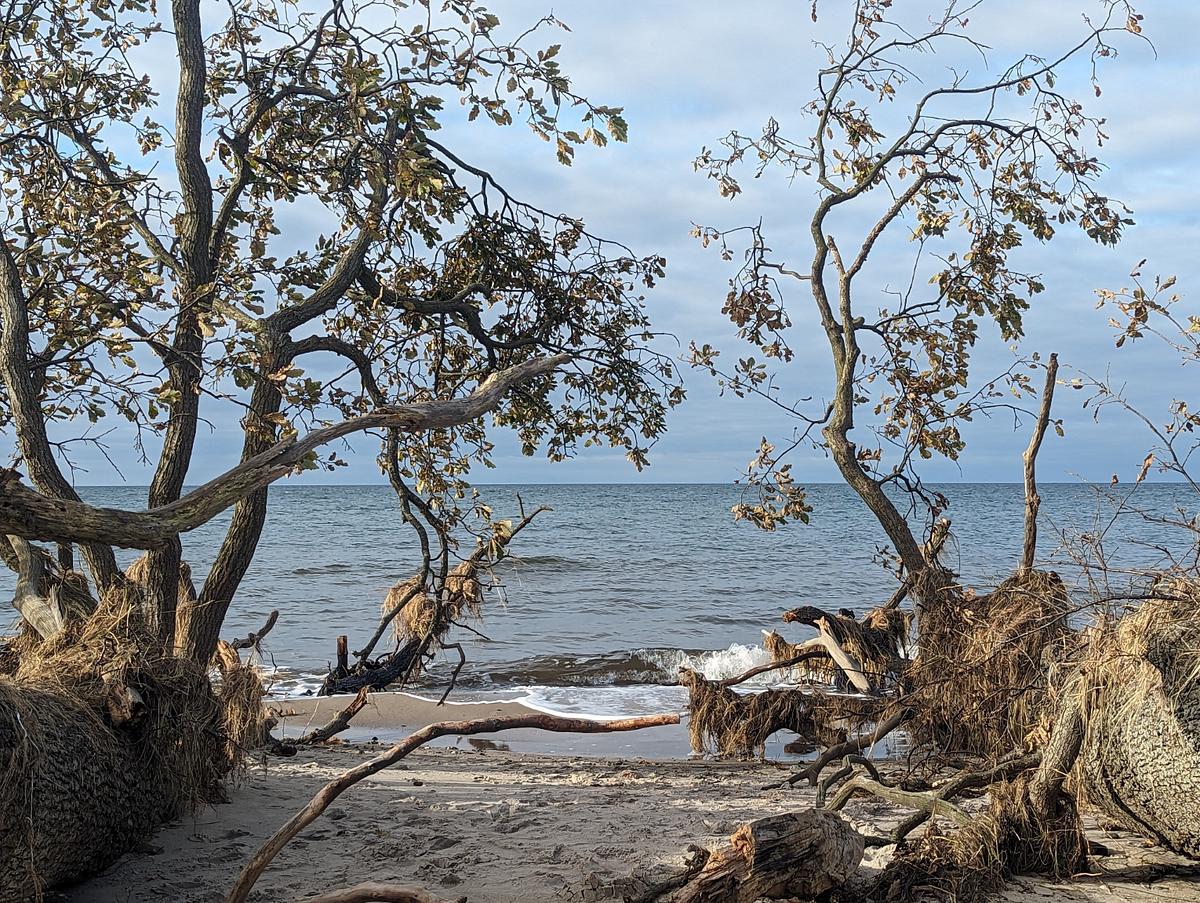 Windgepeitschte Bäume mit freiliegenden Wurzeln rahmen einen Sandstrand ein, während sich kleine Wellen unter einem teilweise bewölkten Himmel am Ufer brechen. (KI generierte Beschreibung)