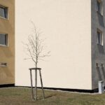 Ein junger, blattloser Baum, der von Holzpfählen gestützt wird, steht vor einem beigen Wohnhaus mit mehreren Fenstern. (KI generierte Beschreibung)