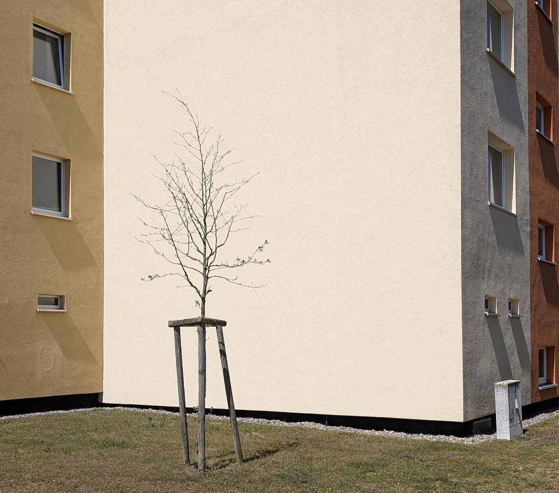 Ein junger, blattloser Baum, der von Holzpfählen gestützt wird, steht vor einem beigen Wohnhaus mit mehreren Fenstern. (KI generierte Beschreibung)