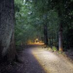 Ein unbefestigter Waldweg in der Abenddämmerung, beleuchtet von einer Straßenlaterne in der Ferne, umgeben von Bäumen und dichtem Laub. (KI generierte Beschreibung)