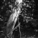 Eine Person in dunkler Kleidung sitzt auf dem Boden in einem Wald, teilweise von einem großen Baumstamm verdeckt und umgeben von Ästen und Laub. (KI generierte Beschreibung)