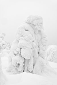 Ein schneebedeckter Baum bildet eine große, runde Form und erscheint wie eine Masse aus dickem, weißem Schnee in einer monochromen Winterlandschaft.