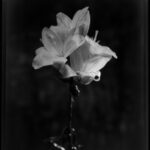 Schwarz-Weiß-Foto eines einzelnen Stiels mit zwei blühenden Lilien vor einem dunklen, unscharfen Hintergrund. (KI generierte Beschreibung)