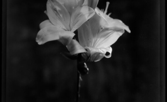 Schwarz-Weiß-Foto eines einzelnen Stiels mit zwei blühenden Lilien vor einem dunklen, unscharfen Hintergrund. (KI generierte Beschreibung)