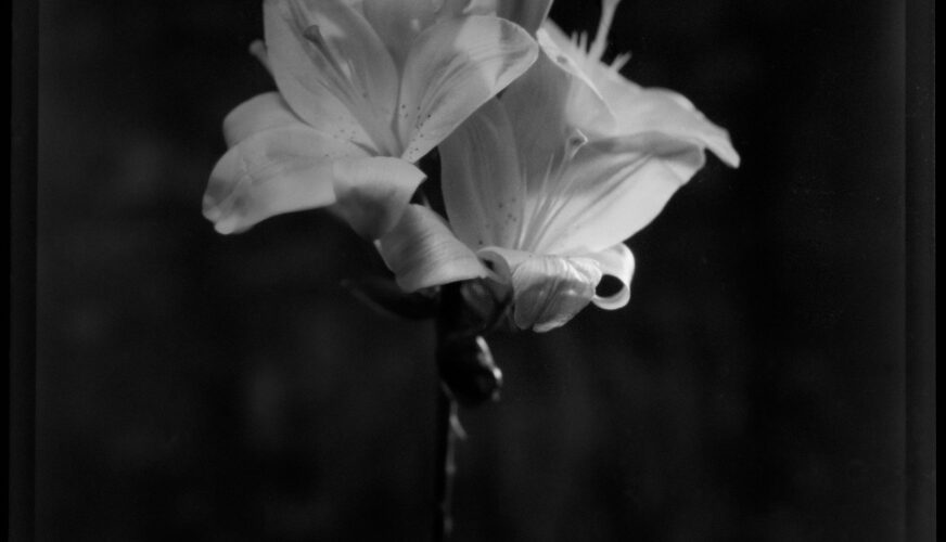 Schwarz-Weiß-Foto eines einzelnen Stiels mit zwei blühenden Lilien vor einem dunklen, unscharfen Hintergrund. (KI generierte Beschreibung)