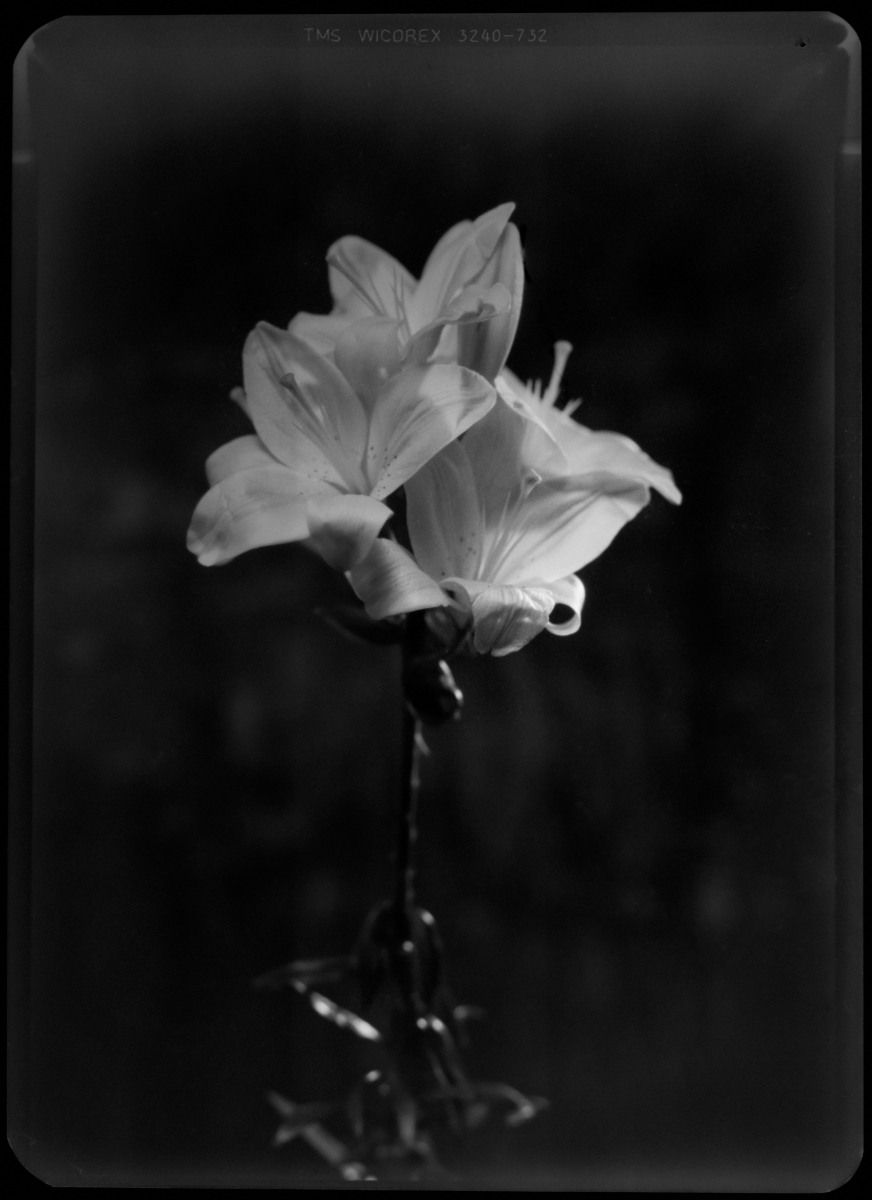 Schwarz-Weiß-Foto eines einzelnen Stiels mit zwei blühenden Lilien vor einem dunklen, unscharfen Hintergrund. (KI generierte Beschreibung)