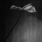 Schwarz-Weiß-Foto einer einzelnen Anthurienblüte mit langem Stiel, nach links geneigt, vor einem schlichten, leicht verschwommenen Hintergrund. (KI generierte Beschreibung)