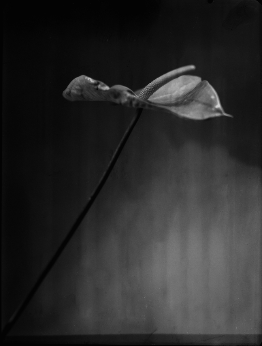 Schwarz-Weiß-Foto einer einzelnen Anthurienblüte mit langem Stiel, nach links geneigt, vor einem schlichten, leicht verschwommenen Hintergrund. (KI generierte Beschreibung)