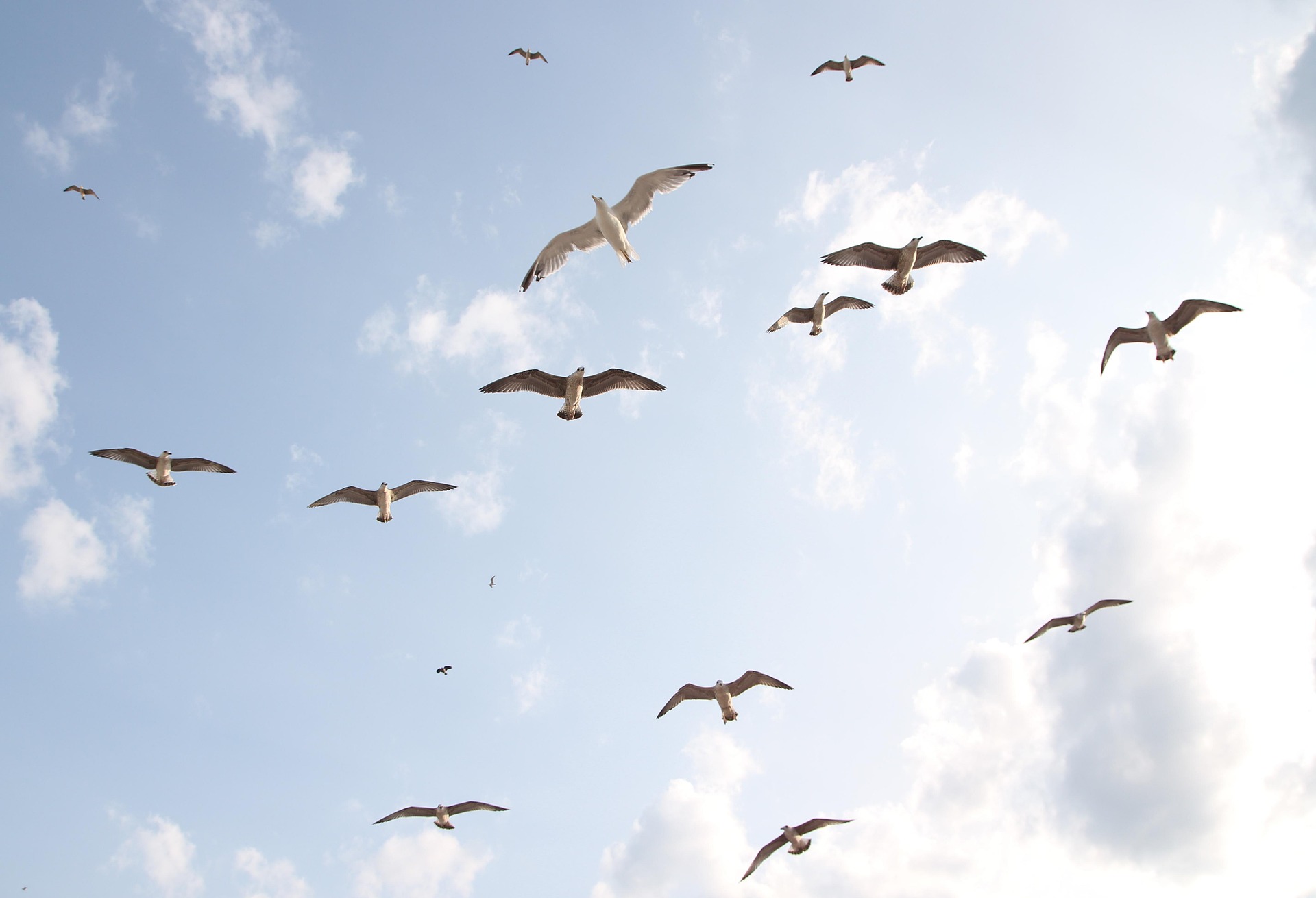 Ein Schwarm Möwen fliegt vor einem teilweise bewölkten Himmel. (KI generierte Beschreibung)