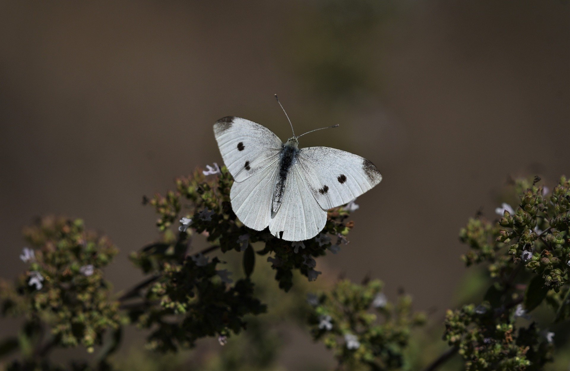 Ein weißer Schmetterling mit kleinen schwarzen Flecken auf den Flügeln, der auf einer Ansammlung brauner Blumen vor einem verschwommenen braunen Hintergrund ruht. (KI generierte Beschreibung)
