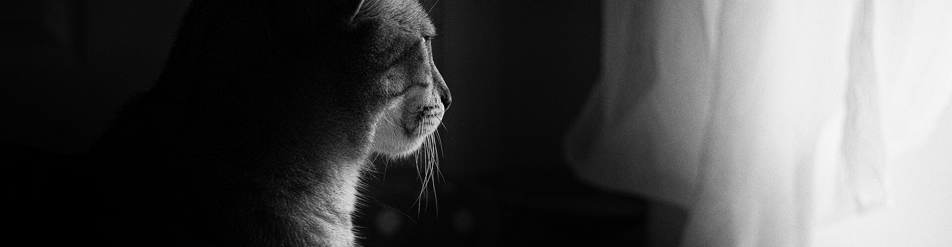 Ein Schwarzweißbild einer Katze, die aus einem Fenster schaut, wobei das Licht eine Silhouette auf ihr Profil wirft. (KI generierte Beschreibung)