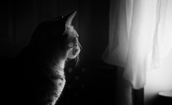 Ein Schwarzweißbild einer Katze, die aus einem Fenster schaut, wobei das Licht eine Silhouette auf ihr Profil wirft. (KI generierte Beschreibung)