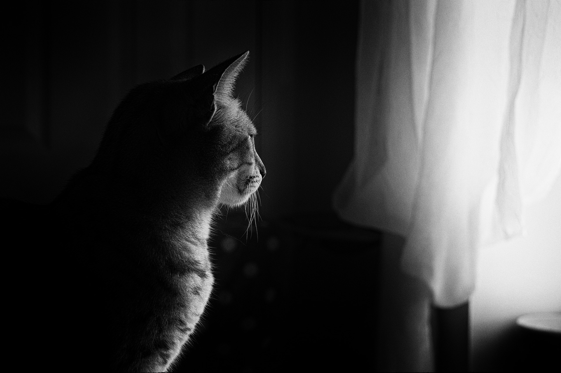Ein Schwarzweißbild einer Katze, die aus einem Fenster schaut, wobei das Licht eine Silhouette auf ihr Profil wirft. (KI generierte Beschreibung)