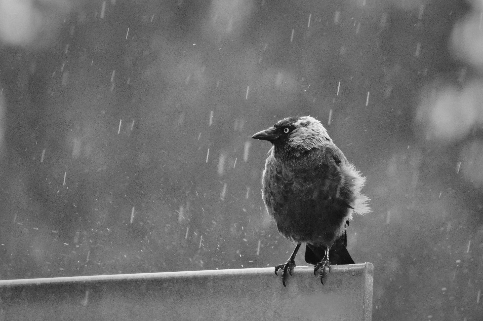 Ein kleiner Vogel thront mit zerzausten Federn im sanften Regen auf einer Metallkante vor einem weichgezeichneten Hintergrund aus Regentropfen. (KI generierte Beschreibung)