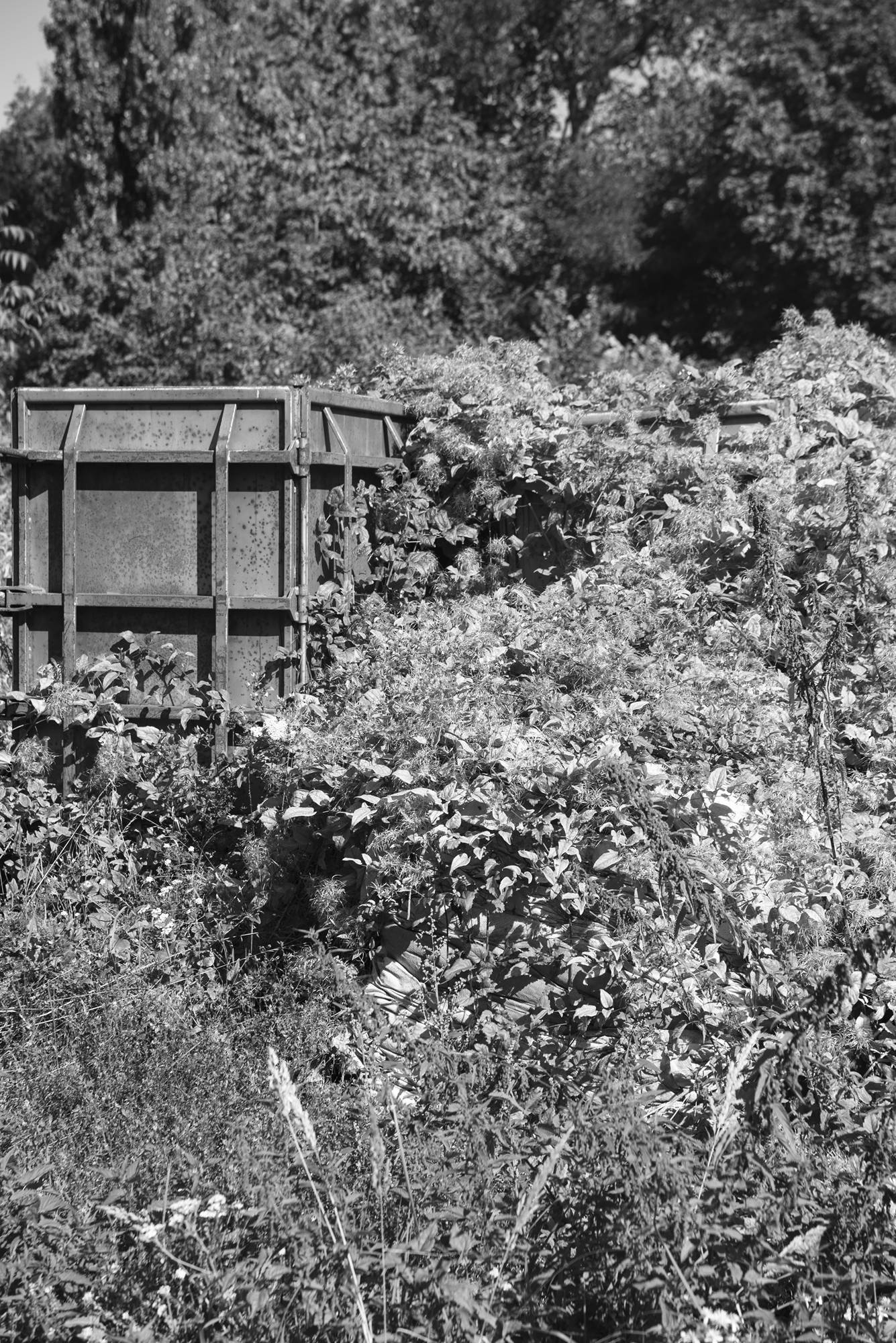 Ein großer Metallmüllcontainer steht inmitten von üppiger Vegetation und Wildpflanzen, im Hintergrund sind Bäume zu sehen. (KI generierte Beschreibung)