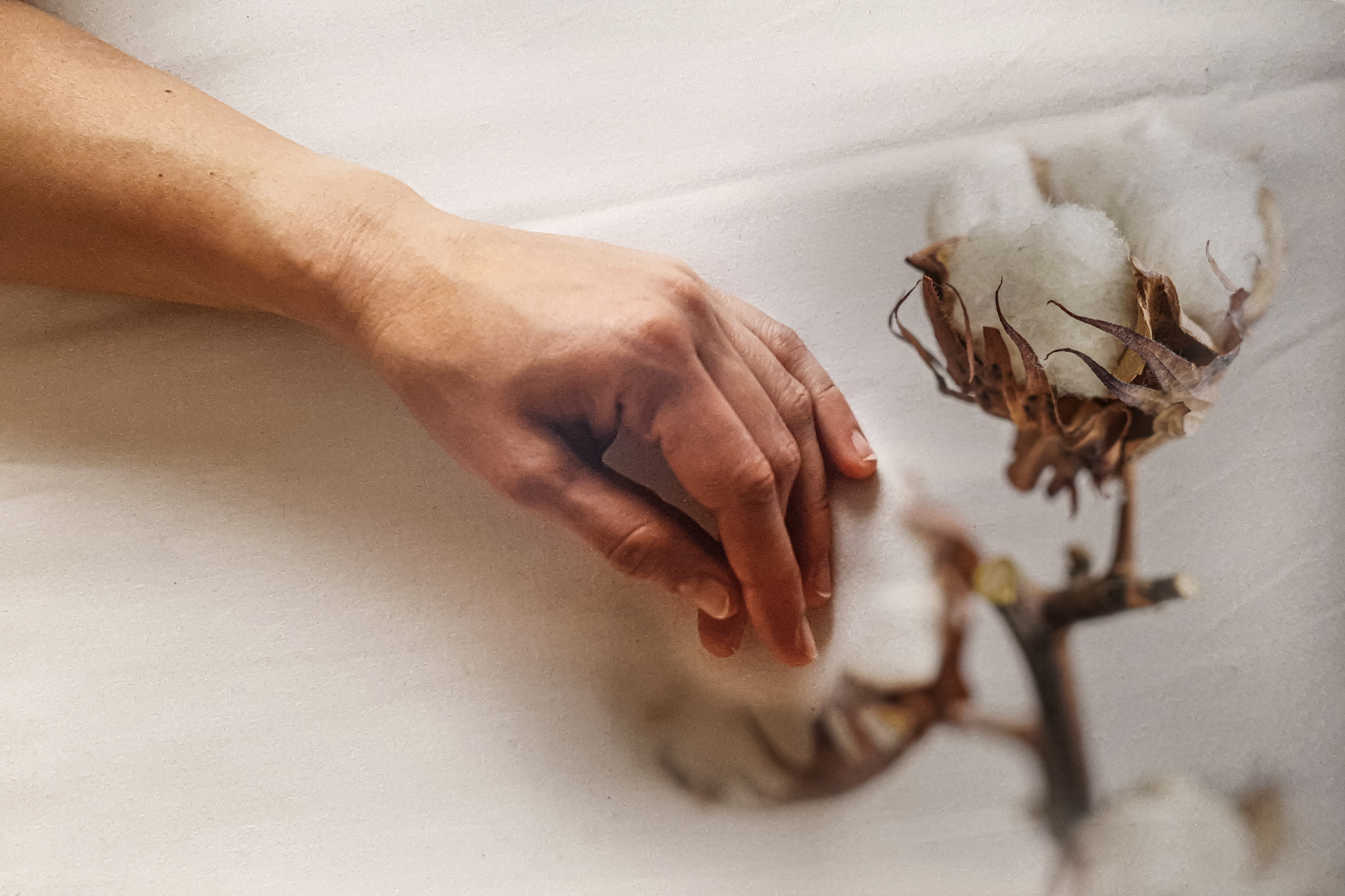 Eine Hand ruht sanft auf einer weißen Oberfläche neben einem Baumwollzweig mit flauschigen weißen Blütenkapseln. (KI generierte Beschreibung)