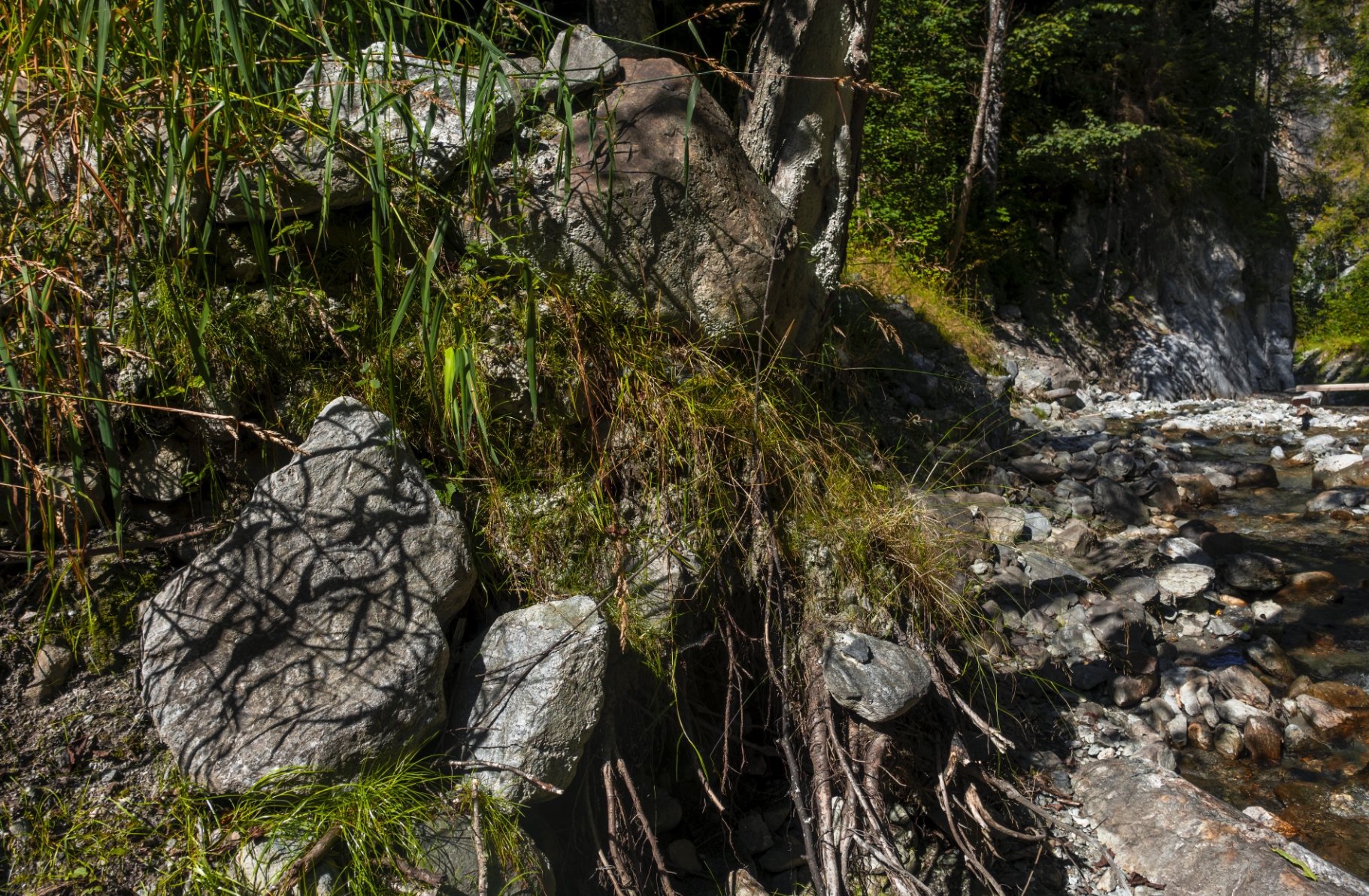 Felsiges Flussufer mit grünem Moos und Gras, am Hang freiliegende Baumwurzeln. Rechts fließt ein klarer Bach, umgeben von Bäumen und Felsen. Sonnenlicht wirft Schatten auf die Felsen. (KI generierte Beschreibung)