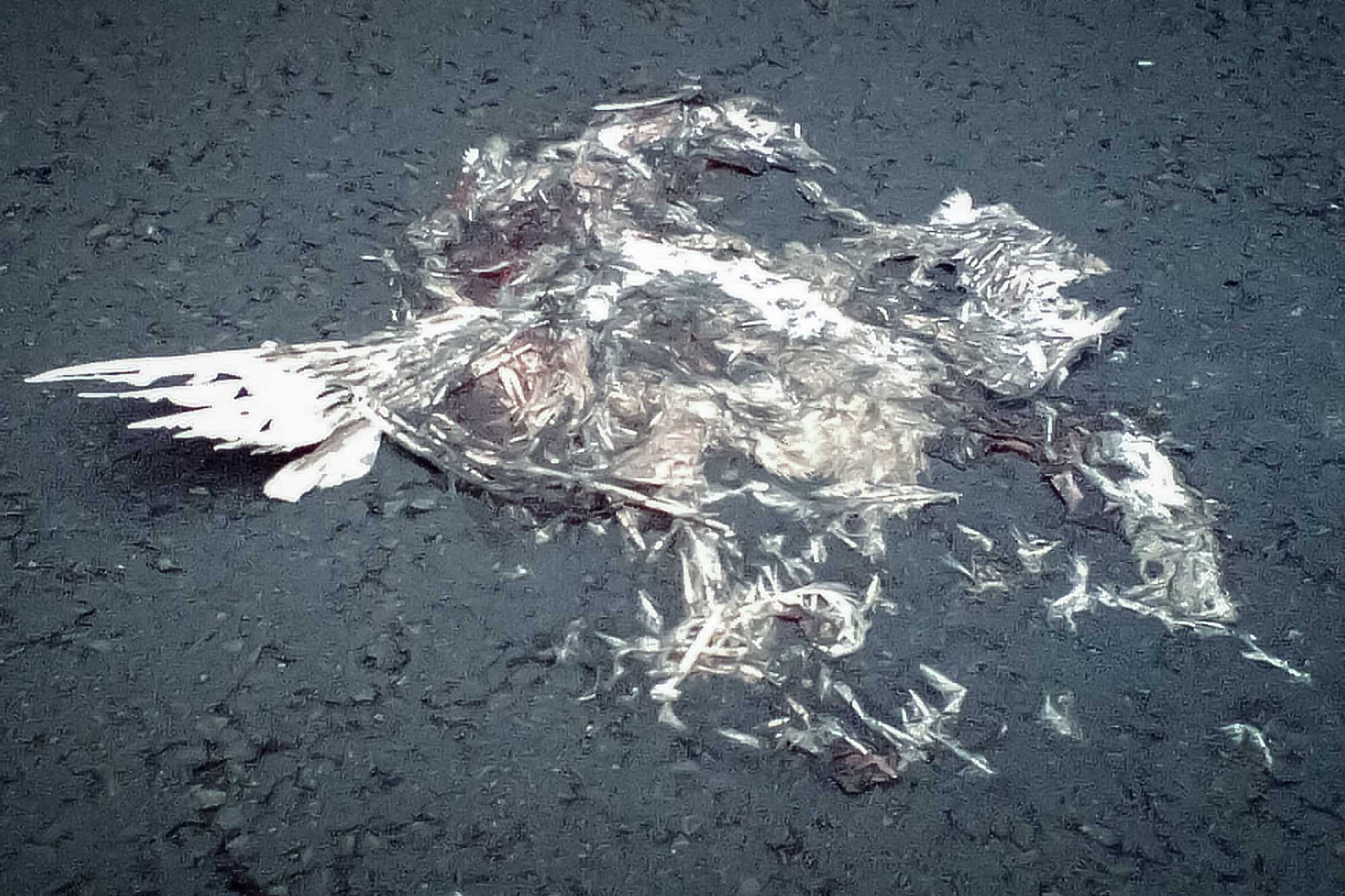 Plattgedrückte und zerrissene Vogelreste auf Asphalt. (KI generierte Beschreibung)