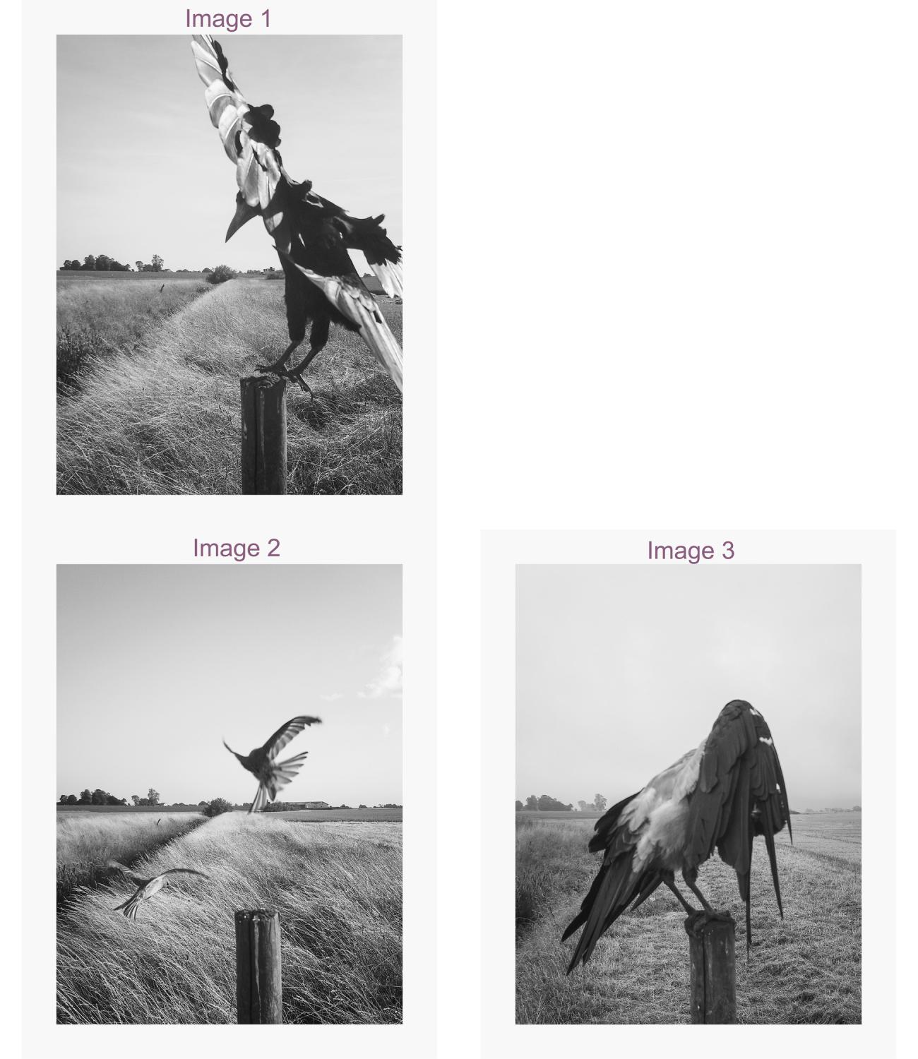 Drei Schwarz-Weiß-Fotos zeigen Vögel auf einem Zaunpfahl in einer Wiese: zwei zeigen einen ruhenden Vogel; eines zeigt einen Vogel im Flug, der sich dem Pfahl nähert. (KI generierte Beschreibung)