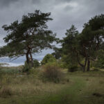 Ein grasbewachsener Weg führt durch eine Wiese mit spärlichen Bäumen und Sträuchern unter einem bewölkten, bedeckten Himmel. (KI generierte Beschreibung)