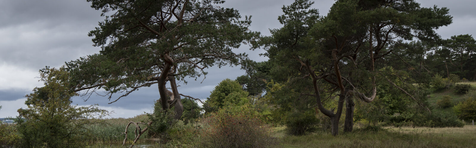 Ein grasbewachsener Weg führt durch eine Wiese mit spärlichen Bäumen und Sträuchern unter einem bewölkten, bedeckten Himmel. (KI generierte Beschreibung)