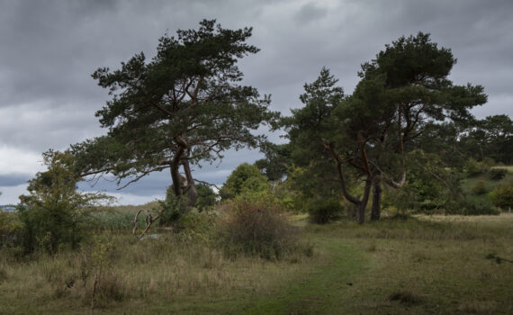Ein grasbewachsener Weg führt durch eine Wiese mit spärlichen Bäumen und Sträuchern unter einem bewölkten, bedeckten Himmel. (KI generierte Beschreibung)