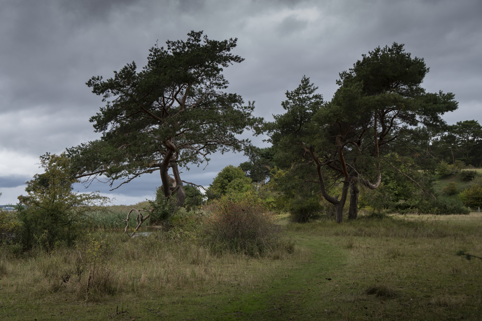 Ein grasbewachsener Weg führt durch eine Wiese mit spärlichen Bäumen und Sträuchern unter einem bewölkten, bedeckten Himmel. (KI generierte Beschreibung)
