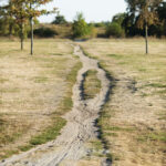 Ein schmaler Feldweg schlängelt sich durch ein grasbewachsenes, trockenes Feld mit ein paar verstreuten Bäumen unter einem klaren Himmel. (KI generierte Beschreibung)