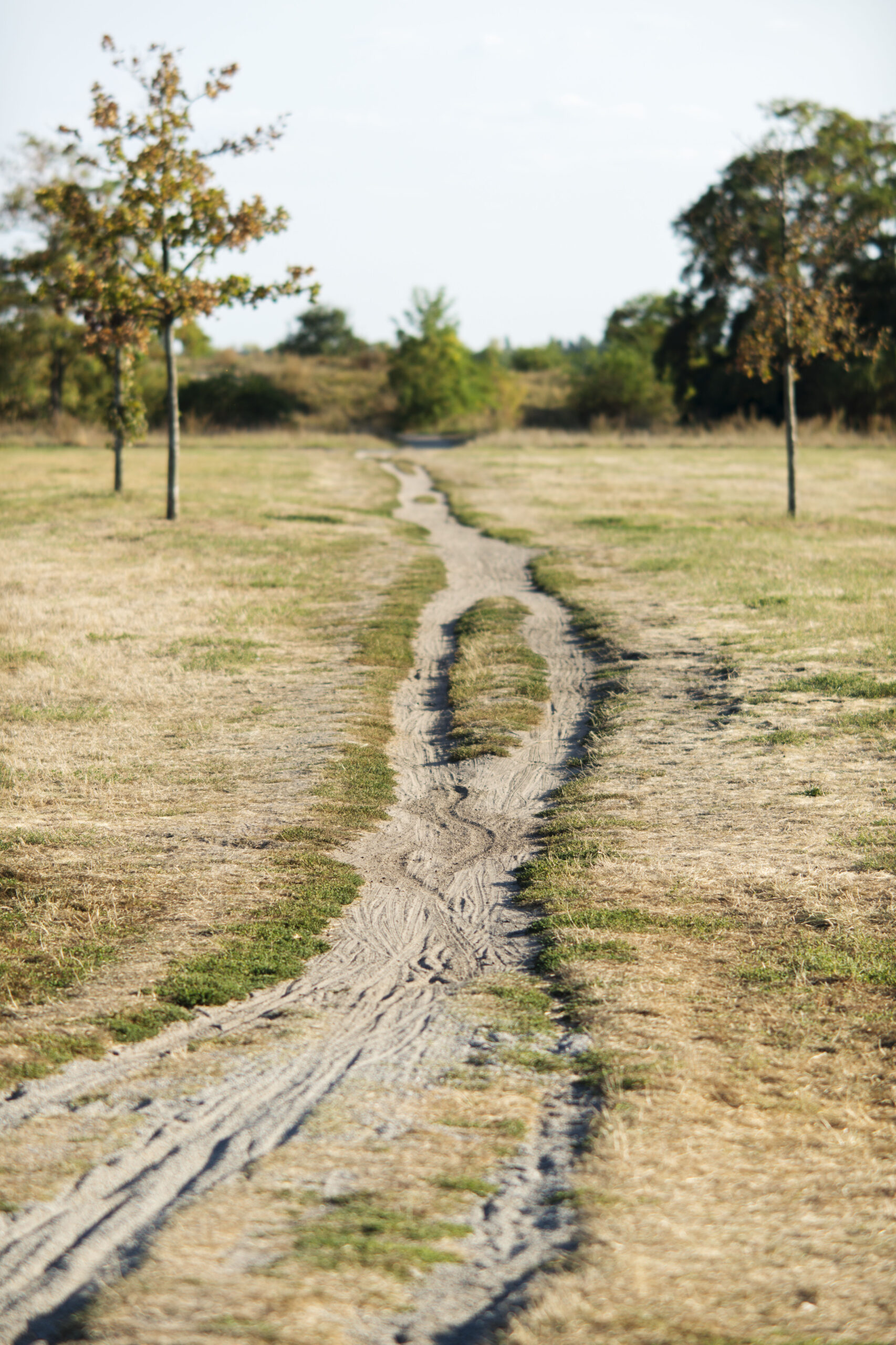 Ein schmaler Feldweg schlängelt sich durch ein grasbewachsenes, trockenes Feld mit ein paar verstreuten Bäumen unter einem klaren Himmel. (KI generierte Beschreibung)