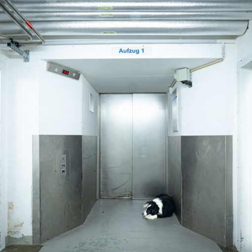 Ein schwarz-weißer Hund liegt auf dem Boden vor einer geschlossenen Aufzugstür in einem hell erleuchteten, industriell anmutenden Flur. (KI generierte Beschreibung)