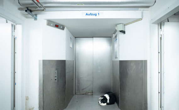 Ein schwarz-weißer Hund liegt auf dem Boden vor einer geschlossenen Aufzugstür in einem hell erleuchteten, industriell anmutenden Flur. (KI generierte Beschreibung)