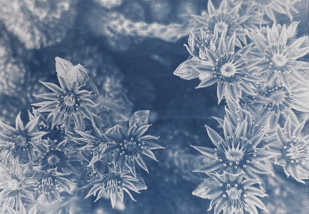 Nahaufnahme von sternförmigen Blüten mit detaillierten Blütenblättern und Staubblättern, dargestellt im blauen Monochrom- oder Cyanotypie-Stil. (KI generierte Beschreibung)