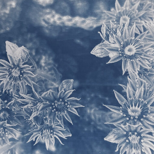 Nahaufnahme von sternförmigen Blüten mit detaillierten Blütenblättern und Staubblättern, dargestellt im blauen Monochrom- oder Cyanotypie-Stil. (KI generierte Beschreibung)